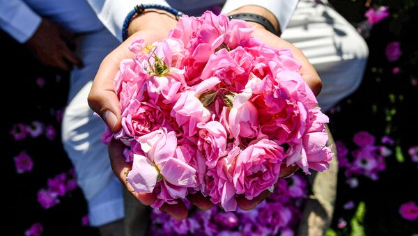 Собранные розы Таифа в саудовском городе Эт-Таиф - Sputnik Moldova