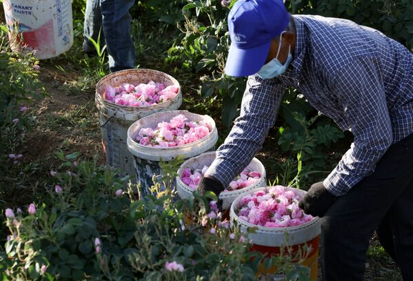 Рабочий на ферме собирает дамасские розы в городе Эт-Таиф - Sputnik Moldova-România