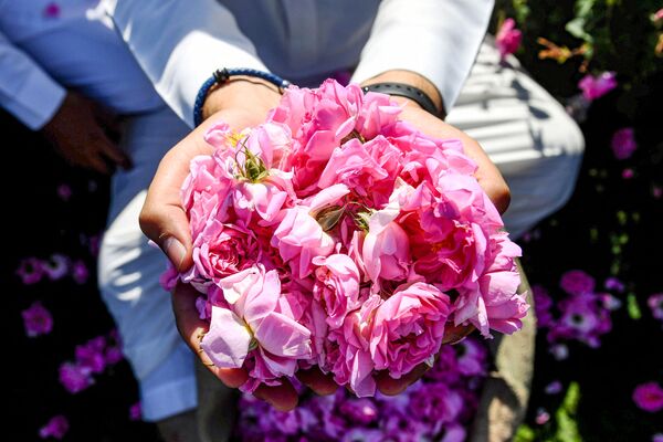 Собранные розы Таифа в саудовском городе Эт-Таиф - Sputnik Moldova-România