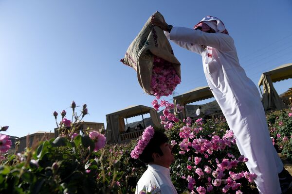 На ферме по выращиванию роз Таифа в Саудовской Аравии  - Sputnik Moldova
