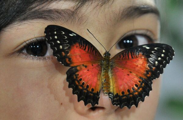 Бабочка на лице девушки, Бишкек  - Sputnik Молдова