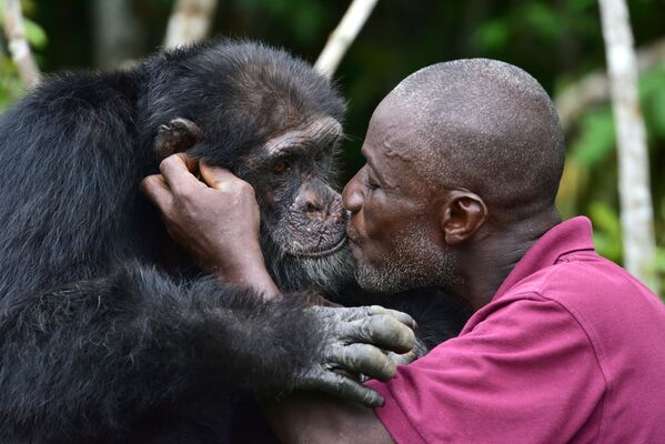 Единственный выживший шимпанзе, переселенный из Либерии на остров недалеко от города Гран-Лау, Кот-д'Ивуар - Sputnik Молдова