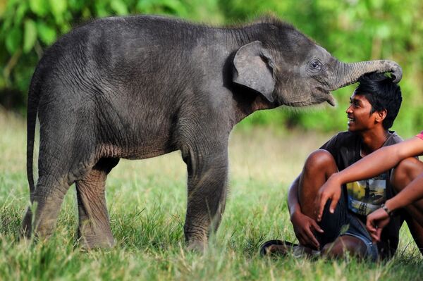 Суматранский слоненок с погонщиком в заповеднике Leuser Ecosystem на острове Суматра в Индонезии - Sputnik Молдова