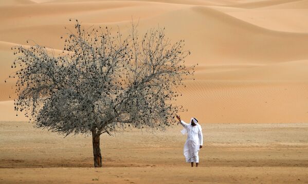 Мужчина у дерева в Um al-Zamool, недалеко от границы ОАЭ с Саудовской Аравией - Sputnik Молдова