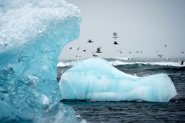 Летающие над айсбергом чайки в лагуне Йёкюльсаурлоун в Исландии - Sputnik Молдова