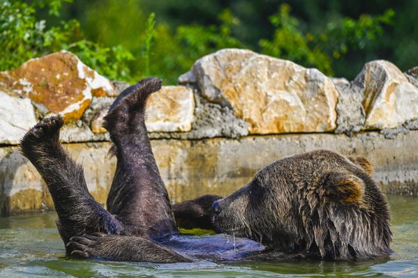 Бурый медведь охлаждается в бассейне заповедника возле деревни Мрамор - Sputnik Молдова