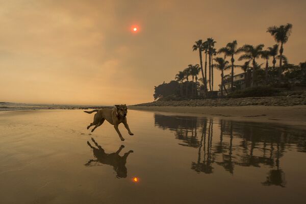 Собака на затянутом дымом пляже в Калифорнии - Sputnik Молдова