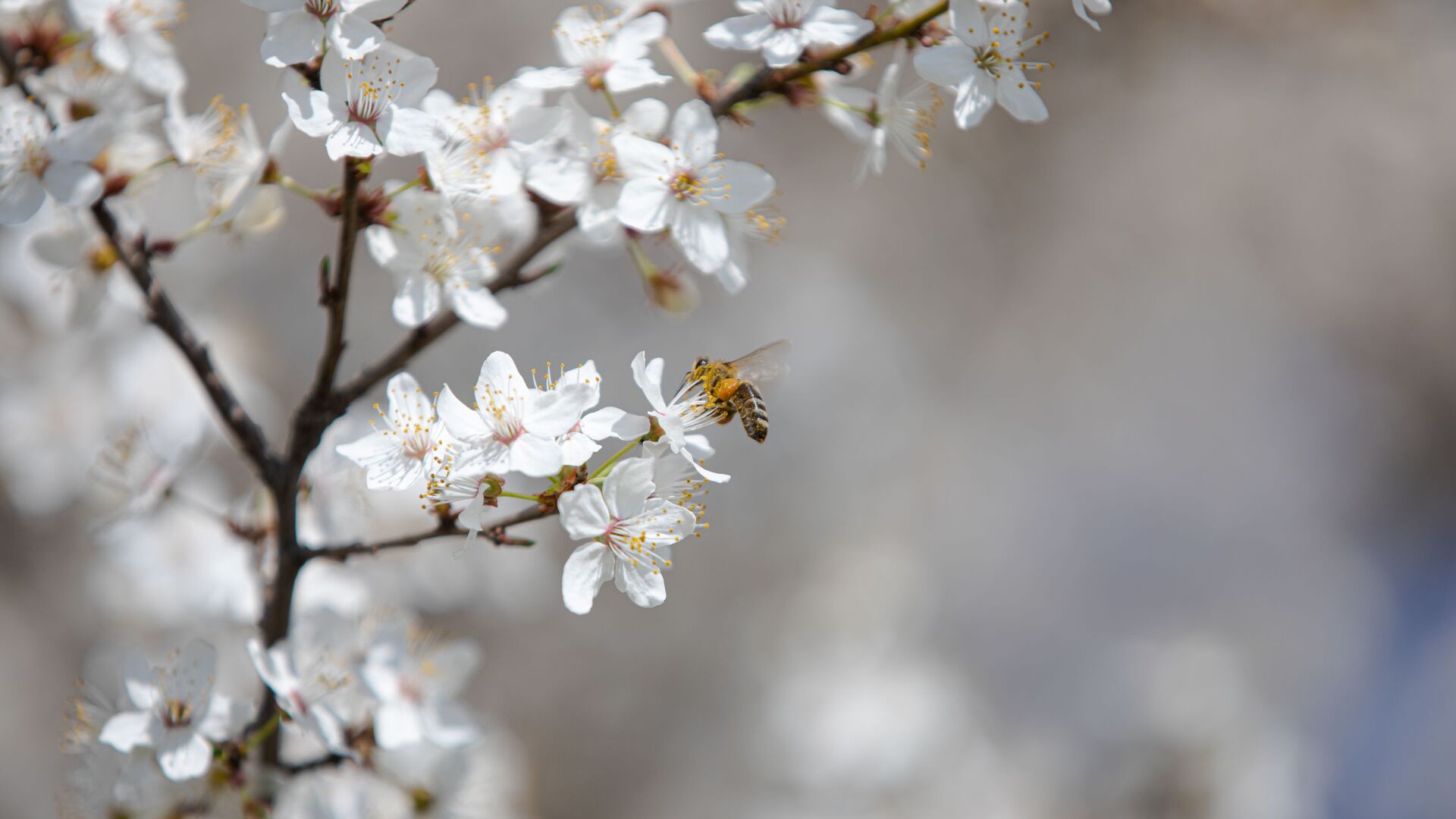 Flori de primăvară, albine - Sputnik Moldova, 1920, 01.04.2023