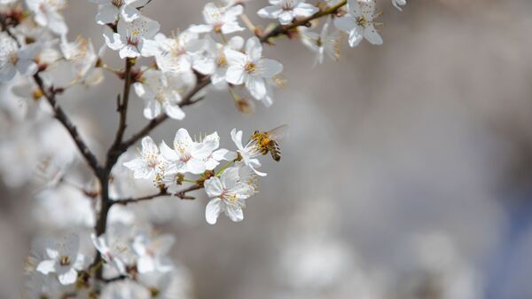 Flori de primăvară, albine - Sputnik Moldova