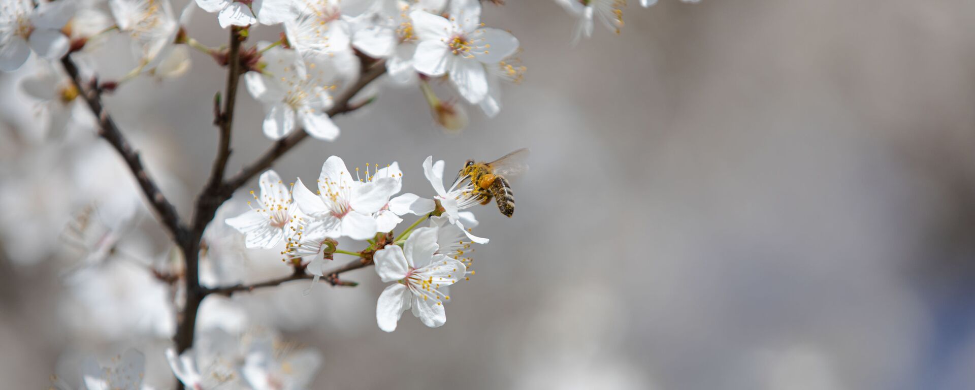 Flori de primăvară, albine - Sputnik Moldova, 1920, 01.04.2023