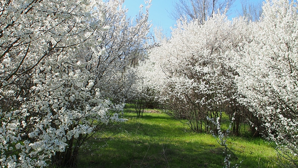 Splendoare de primăvară: Au înflorit copacii în toată țara - Sputnik Moldova