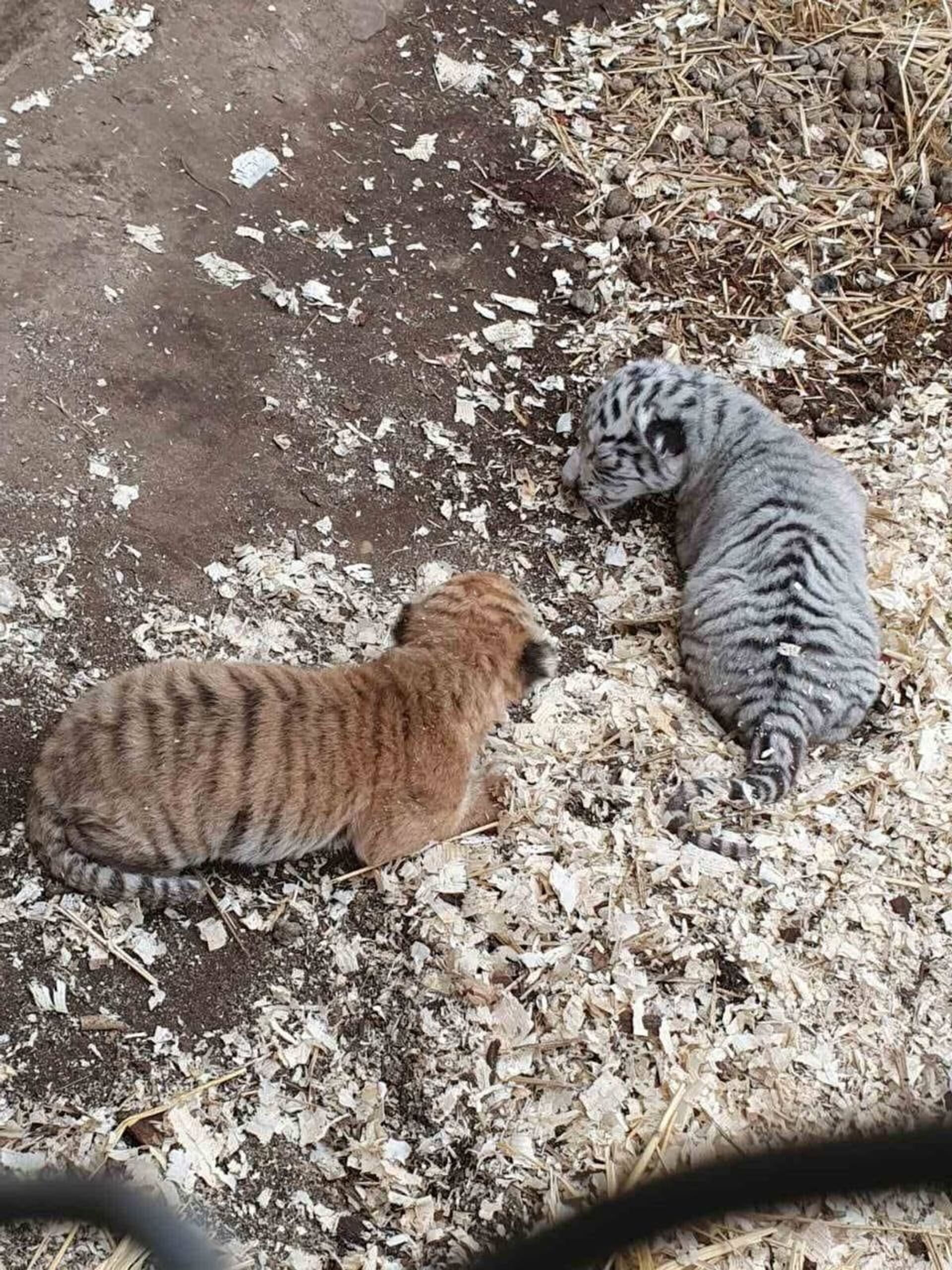 FOTO: Doi pui de tigru s-au născut la Grădina Zoologică din Chișinău - Sputnik Moldova, 1920, 26.04.2021
