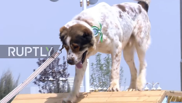 Turkmenistan: Sărbătoarea rasei autohtone de câine Alabai - Sputnik Moldova