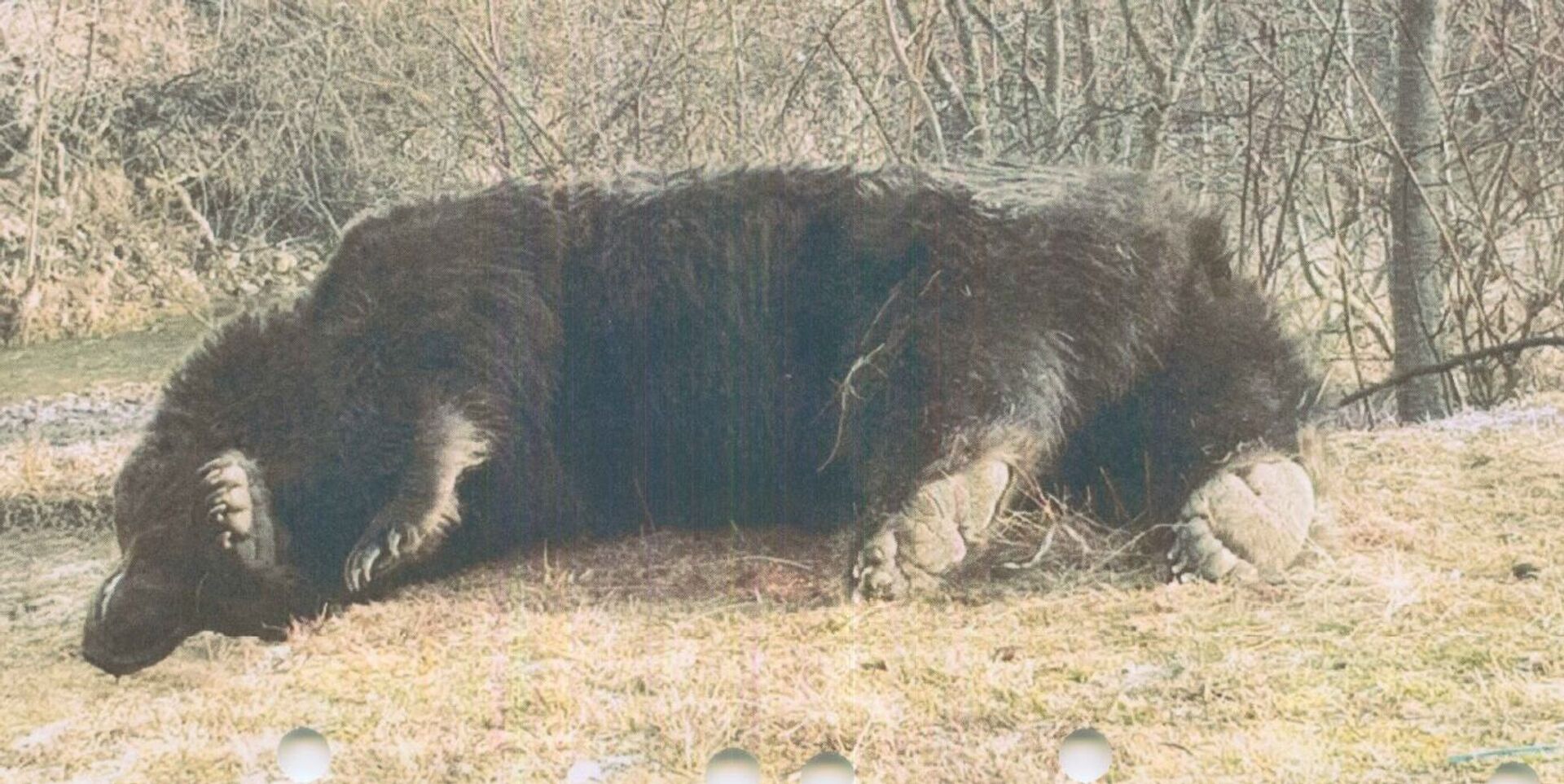  Ursul Arthur a devenit un simbolul revoltei contra ”stăpânilor” din Occident - Sputnik Moldova, 1920, 06.05.2021