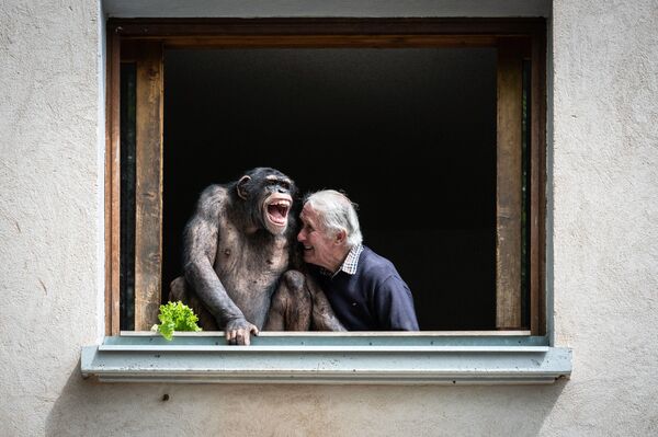 Владелец зоопарка Пьер Тивийон смеется рядом с шимпанзе, Франция - Sputnik Молдова