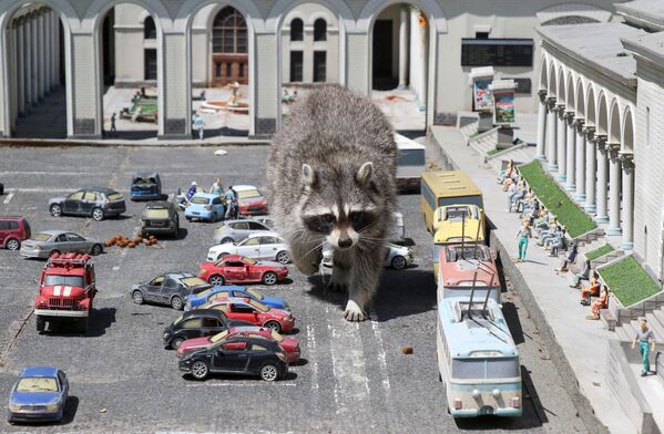 Енот-полоскун среди миниатюрных моделей автомобилей и зданий в зоопарке в Крыму  - Sputnik Молдова