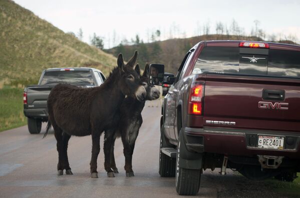 Пара осликов останавливают автомобилиста, чтобы перекусить на кольцевой дороге дикой природы в государственном парке Касте, штат Южная Дакота - Sputnik Молдова
