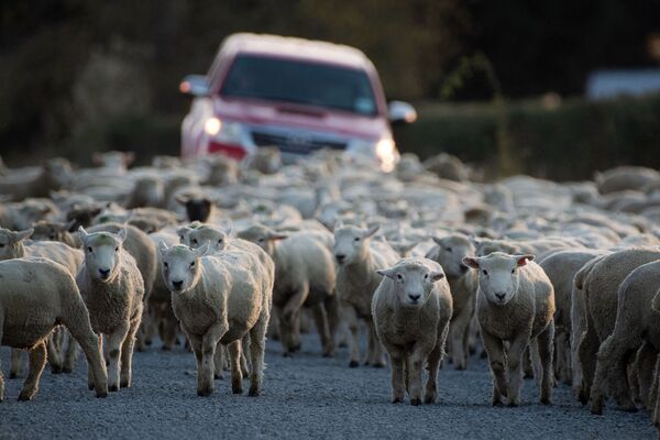 Стадо овец, пасущееся по дороге в Эшбертоне, Новая Зеландия  - Sputnik Молдова