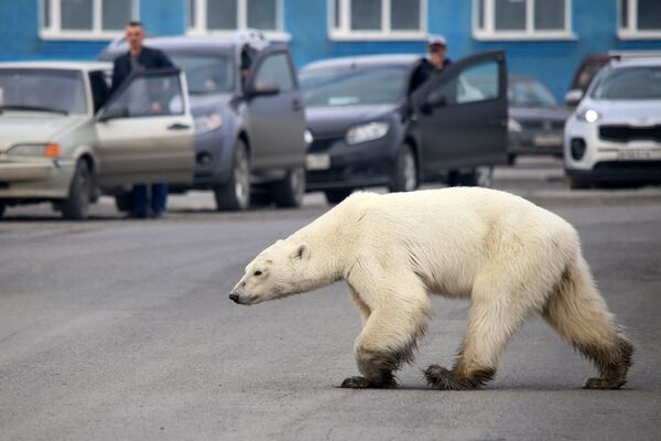 Бродячий белый медведь идет по дороге на окраине российского промышленного города Норильска - Sputnik Молдова