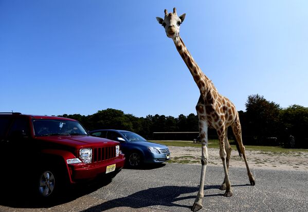 Жираф пересекает дорогу перед двумя автомобилями в Джексоне, штат Нью-Джерси - Sputnik Молдова