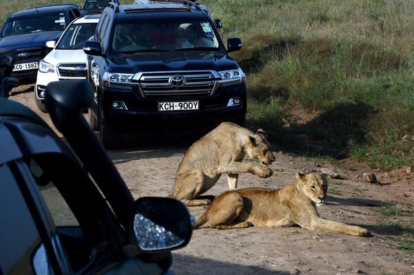 Две львицы отдыхают на обочине дороги в национальном парке Найроби - Sputnik Молдова