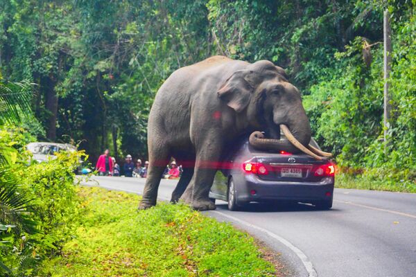 Дикий слон останавливает машину на дороге в национальном парке Кхао Яй в провинции Накхонратчасима в Таиланде - Sputnik Молдова