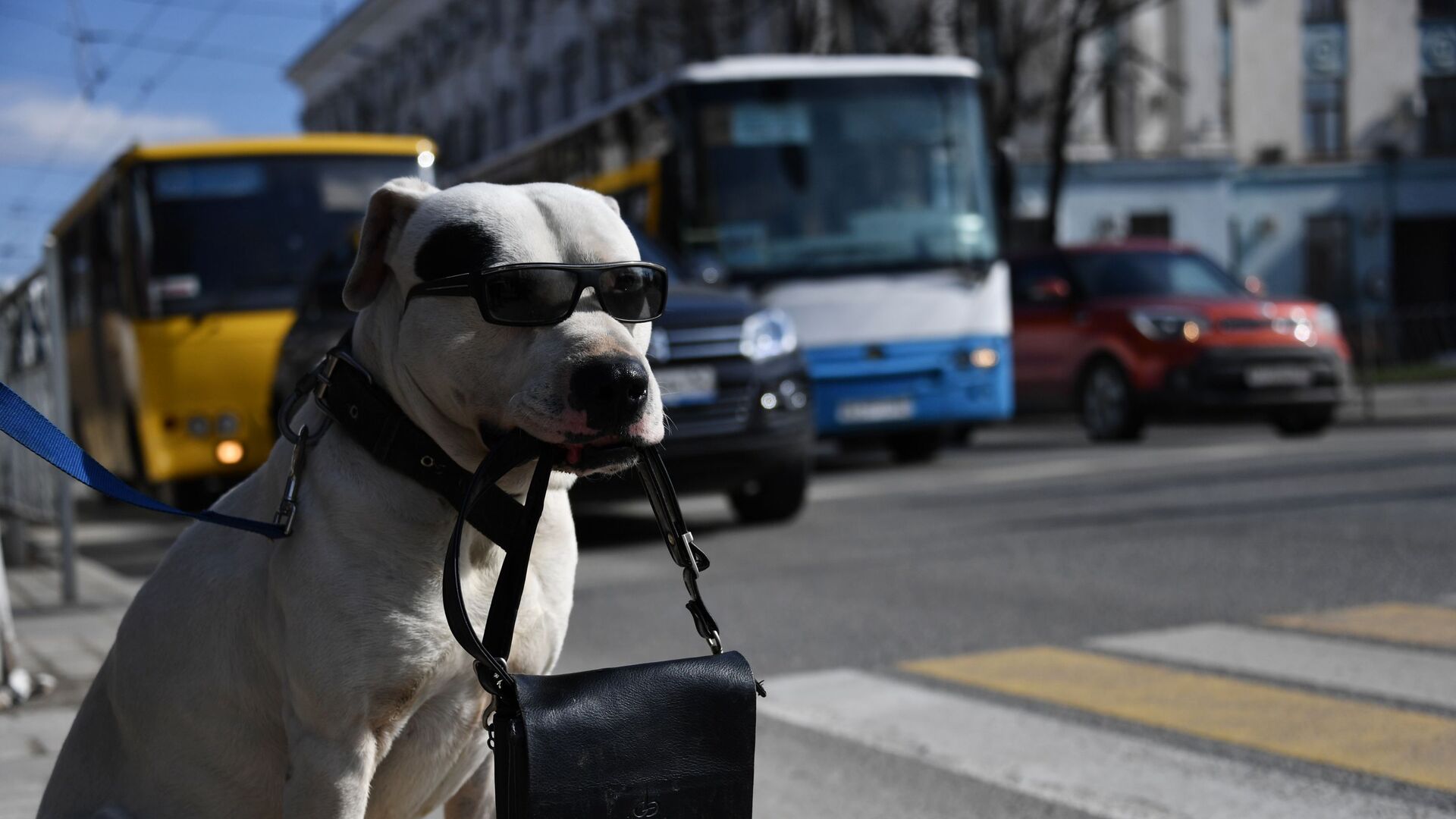 Собака в солнечных очках держит сумку в зубах у пешеходного перехода в Симферополе - Sputnik Moldova, 1920, 30.06.2021