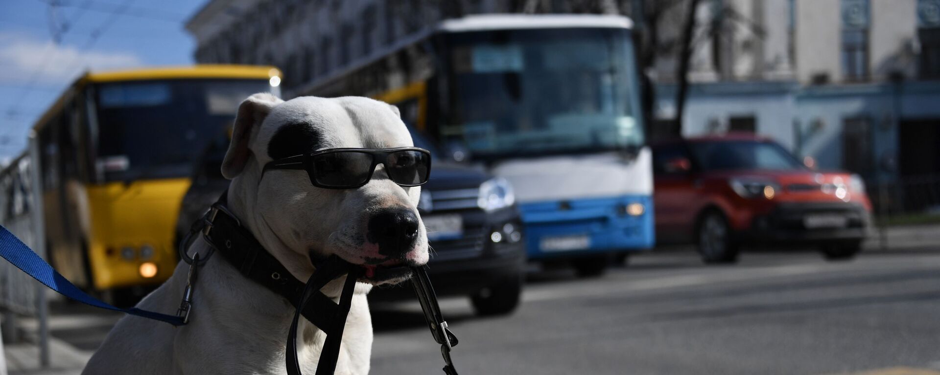 Собака в солнечных очках держит сумку в зубах у пешеходного перехода в Симферополе - Sputnik Молдова, 1920, 29.06.2021