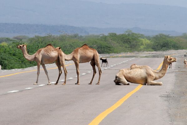 Верблюды отдыхают на главной новой прибрежной дороге между Абьяном и провинцией Шабва, Йемен  - Sputnik Молдова