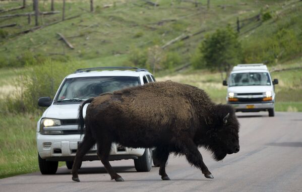 Бизон движется по кольцевой дороге дикой природы в государственном парке Кастер, штат Южная Дакота - Sputnik Молдова