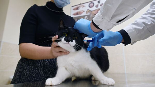 Хозяйка держит кота во время вакцинации от COVID-19 в ветеринарной клинике в Москве - Sputnik Moldova