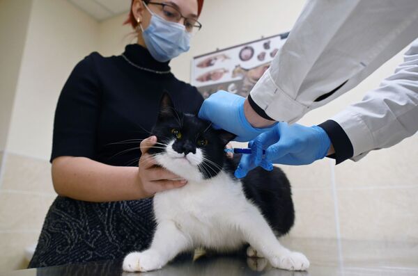 Хозяйка держит кота во время вакцинации от COVID-19 в ветеринарной клинике в Москве - Sputnik Молдова