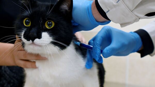 Кот во время вакцинации от COVID-19 в ветеринарной клинике в Москве - Sputnik Молдова