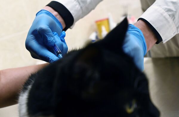 Кот во время вакцинации от COVID-19 в ветеринарной клинике в Москве - Sputnik Молдова