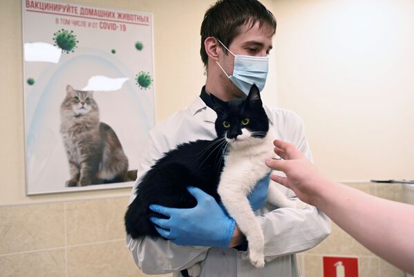 Ветеринар держит в руках кота перед вакцинацией от COVID-19 в ветеринарной клинике в Москве - Sputnik Молдова