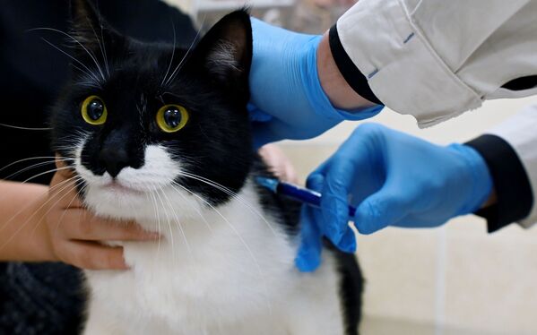 Кот во время вакцинации от COVID-19 в ветеринарной клинике в Москве - Sputnik Moldova-România