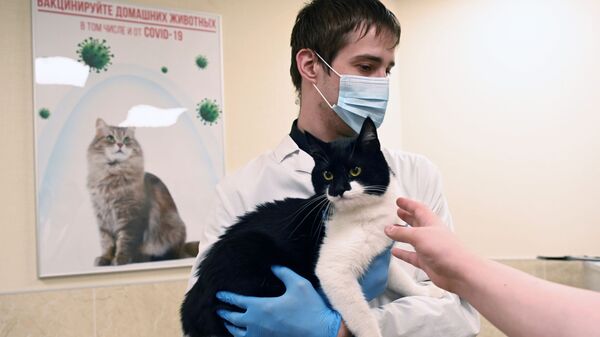 Ветеринар держит в руках кота. - Sputnik Молдова