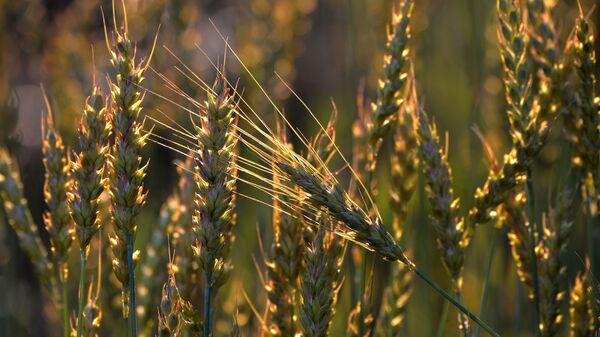 Пшеница на поле - Sputnik Молдова
