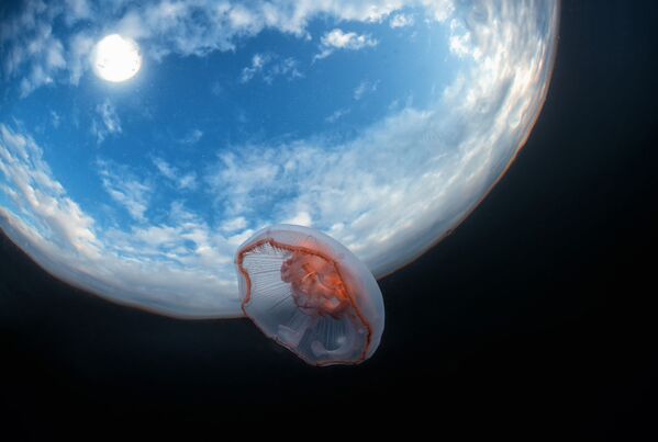 Медуза аурелия снята прямо у поверхности в Белом море. - Sputnik Молдова
