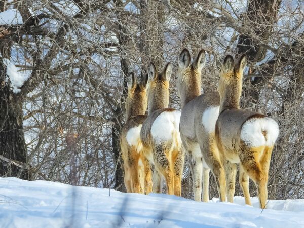 Косули идут по снегу, а сами все слушают, что позади. - Sputnik Молдова