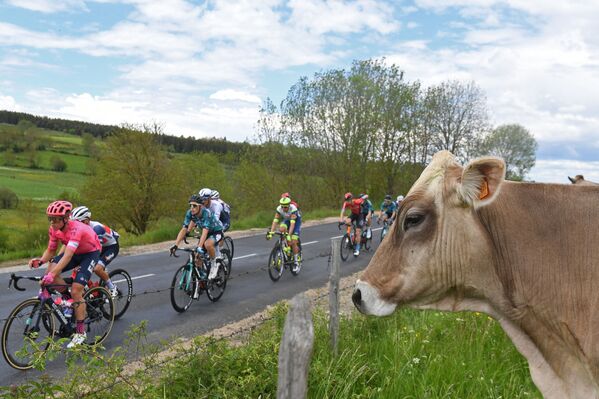 Велосипедисты проезжают мимо коровы во время велогонки Criterium du Dauphine. - Sputnik Молдова