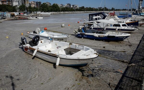 В этом году эксперты сходятся во мнении, что масштабы покрытия моря слизью как никогда велики. - Sputnik Молдова