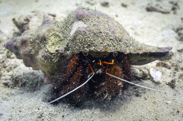 Dardanus megistos - crabul pustnic, în apropiere de insula Koh Lipe din provincia Satun - Sputnik Moldova-România
