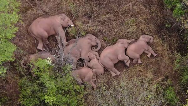 Слоны отдыхают в лесу в провинции Китая Юньнань  - Sputnik Moldova-România