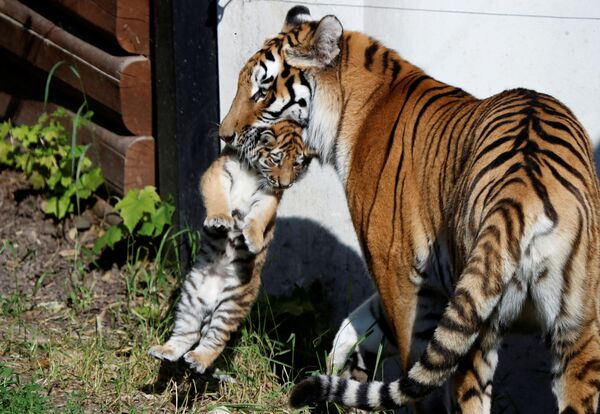 Amur tigresa cu puiul ei nou-născut la grădina zoologică din Plock, Polonia. - Sputnik Moldova-România