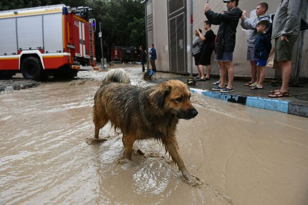 Собака на одной из улиц Ялты, где прошли сильные дожди, вызвавшие подтопления.  - Sputnik Молдова