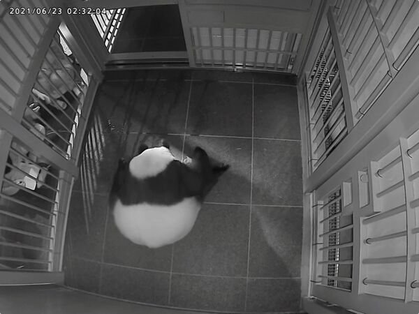 Панда Синсин во время родов в зоопарке Токио. - Sputnik Молдова