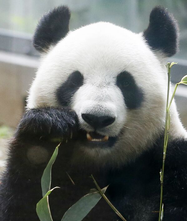 Панда Синсин ест бамбук в зоопарке Уэно в Токио. - Sputnik Молдова