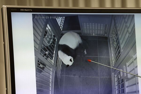 О том, как проходили роды панды Синсин рассказали на пресс-конференции в Токийском зоопарке. - Sputnik Молдова