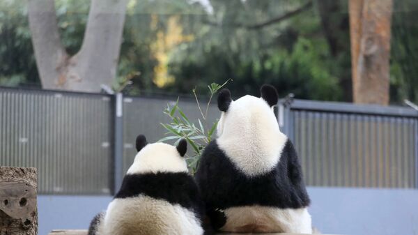 Панда Син Син с ребенком Xiang Xiang в зоопарке в Токио  - Sputnik Молдова
